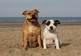 STAFFIE 274